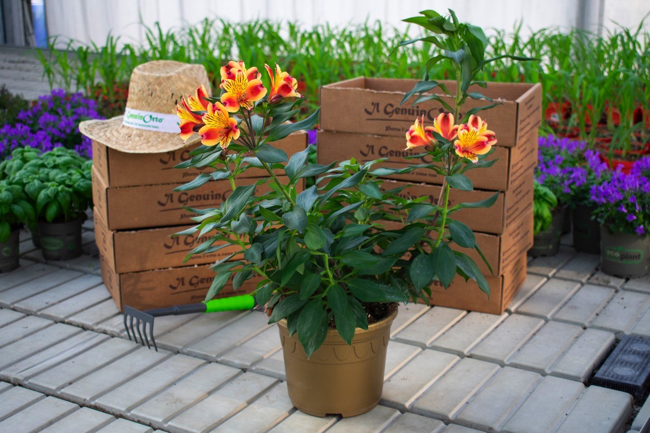 Alstromeria - Produzione fiori, piante orto