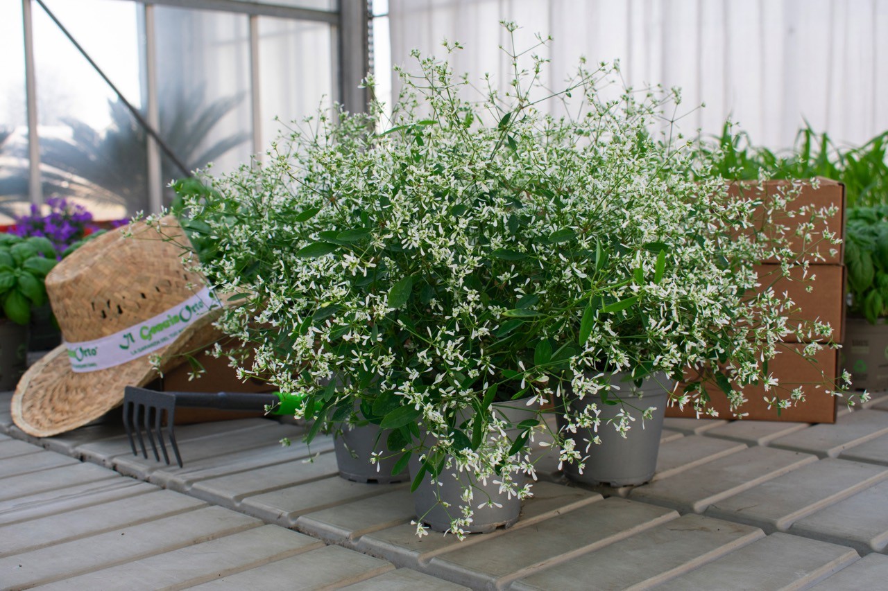 Euphorbia - Produzione fiori, piante orto