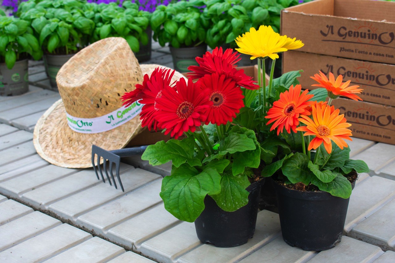 Gerbere - Produzione fiori, piante orto